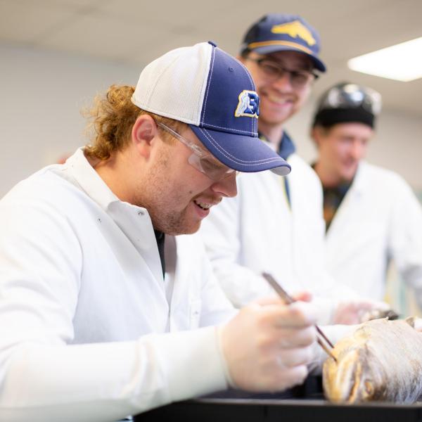 VIU students dissecting a fish