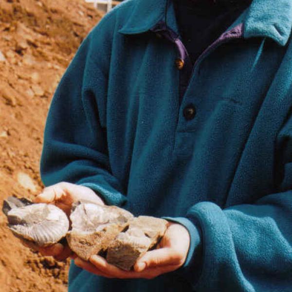 An ammonite fossil found during a field trip