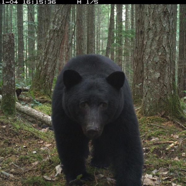 Black bear in a forest