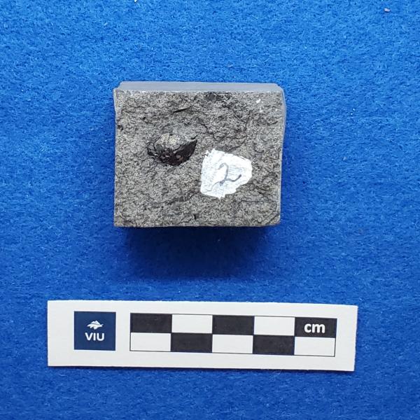 Cretaceous seed-fruit fossil in shale