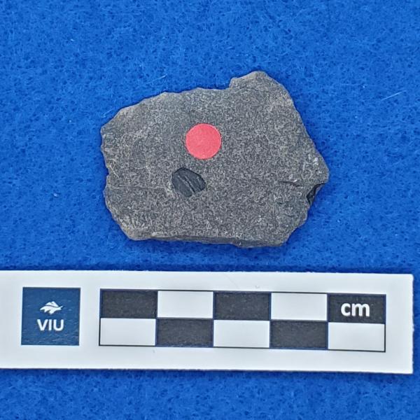 Cretaceous flower fossil in shale