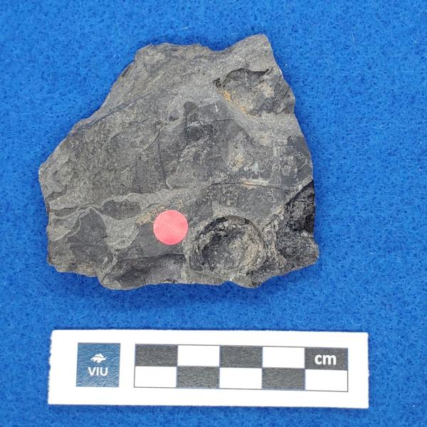 Cretaceous seed-fruit fossil in shale