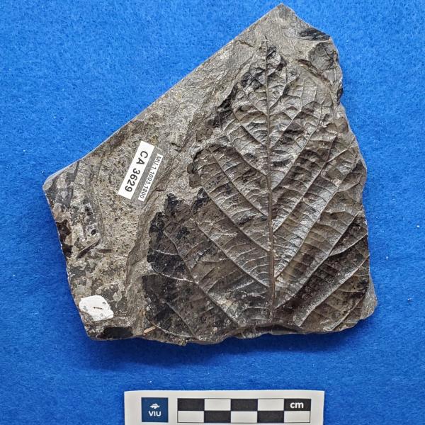 Cretaceous dicot leaf fossils in shale