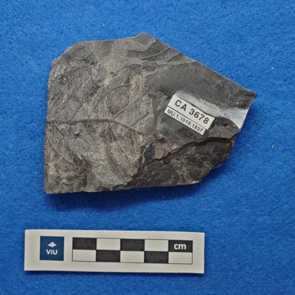 Cretaceous dicot leaf fossils in shale