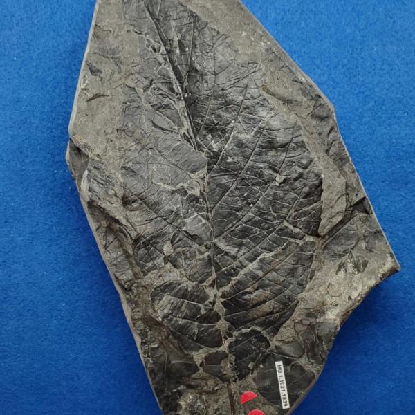 Cretaceous dicot leaf fossils in shale