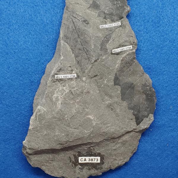 Cretaceous dicot leaf fossils in shale