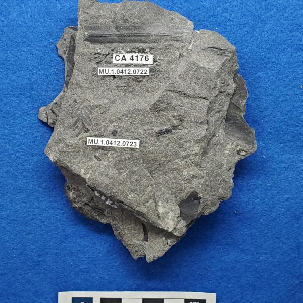 Cretaceous non-palm monocot fossils in shale