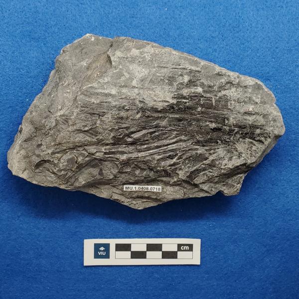 Cretaceous non-palm monocot fossils in shale