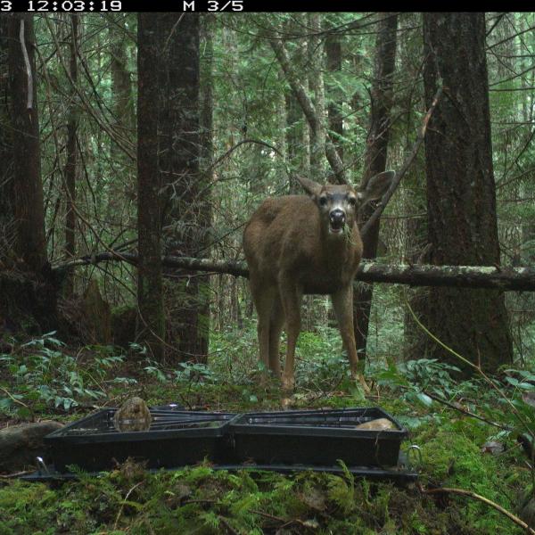 Deer eating in a forest