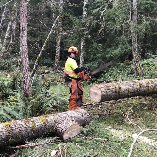 Person in safety gear holding a chainsaw beside a felled tree in a forest. 