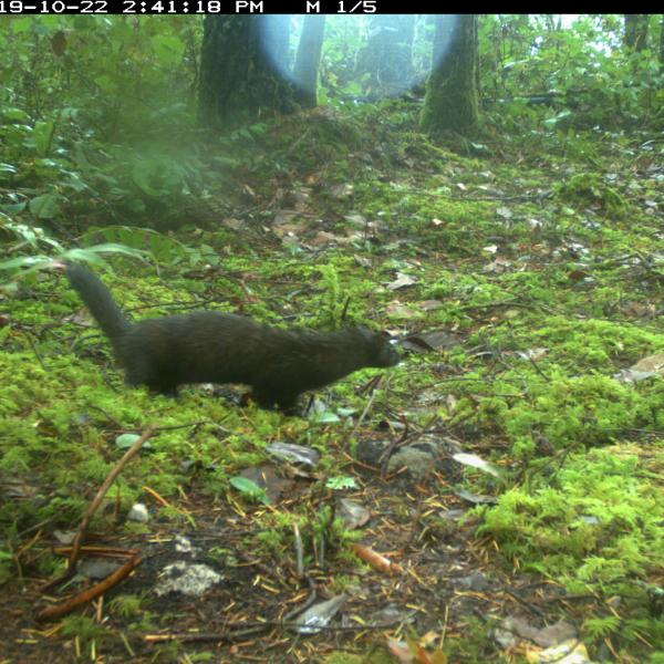 A mink in a forest. 