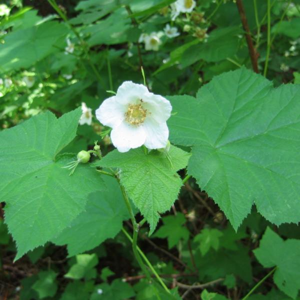 thimbleberry